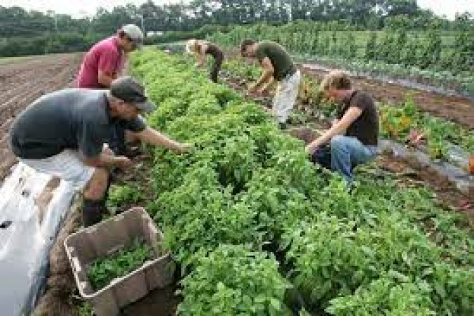 Cultivating a Better World: The Impact of Organic Farming on the Environment