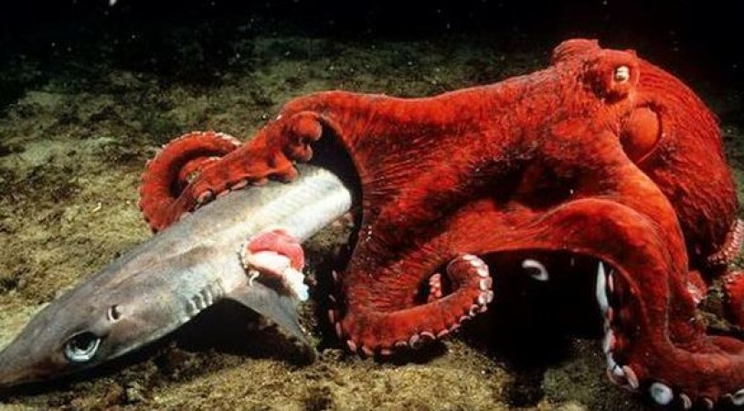 Octopuses: Masters of Circulation - Unveiling the Secrets of Their Three Hearts