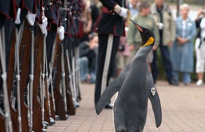 Norway's Penguin Knight: The Tale of Nils Olav
