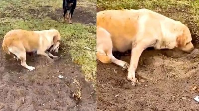 Mother Dog's Heart-Wrenching Act: Burying Her Dead Puppy Sparks Emotional Reactions Online