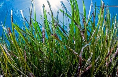 The World's Oldest Living Organism: A Remarkable Seagrass Meadow