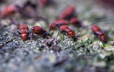 The Total Weight of Ants vs. Humans: A Mind-Boggling Comparison