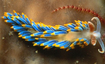 There is a Sea Slug that Photosynthesizes: The Astonishing Elysia chlorotica
