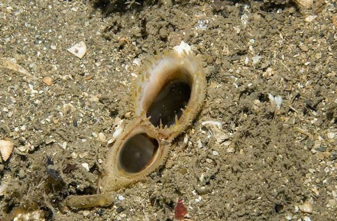 The World's Oldest Living Animal: Unveiling the Mystery of the Ocean Quahog