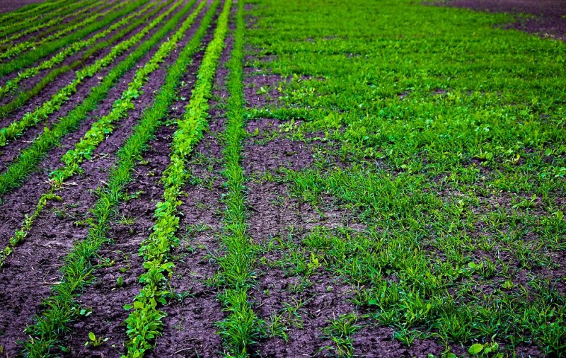 Cover Crops: Enhancing Soil Fertility and Preventing Erosion