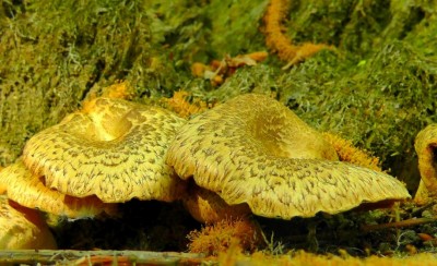 The World's Largest Living Organism: Armillaria ostoyae