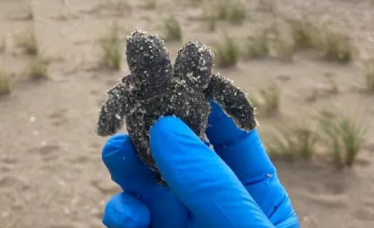 Rare 2-headed sea turtle found on a beach in US, Photo viral
