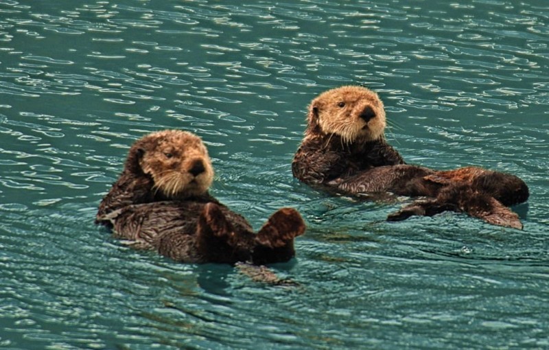 Sea Otters: Holding Hands to Stay Together