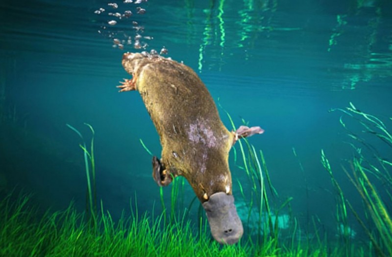 The Unusual Platypus: A Venomous Wonder of Nature