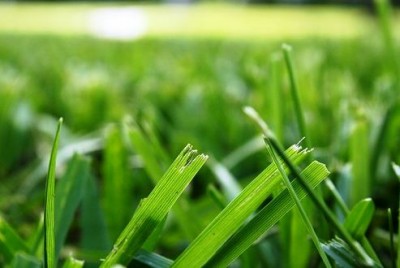 The Smell of Freshly-Cut Grass: A Plant Distress Call