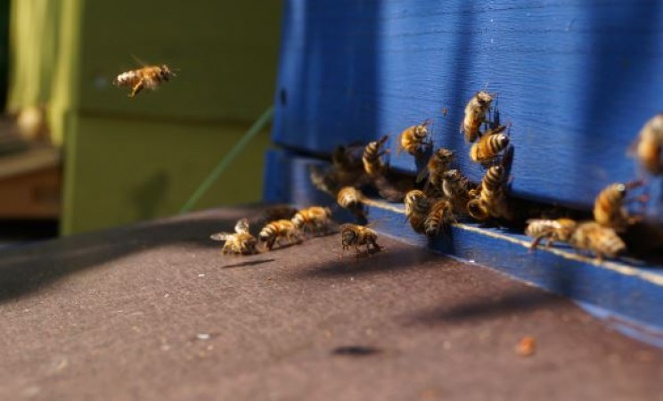 How to Start an Urban Beekeeping Project on Your Rooftop