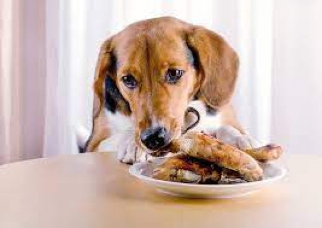 Keep Your Furry Friend Safe: Home Remedies for Dogs Who Ate Chicken Bone