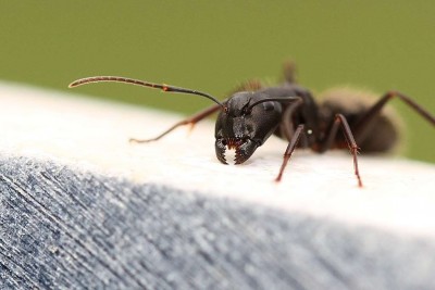 क्या चींटियां सोती हैं? यदि हां, तो वे कब तक सोते हैं?