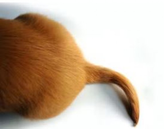 These are the great benefits of animal tails