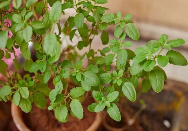 Keep these things in mind while planting Tulsi plant