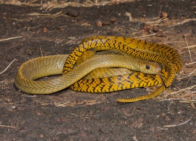 Why is this snake called Ghoda Pachhad Saap, is its speed faster than a horse