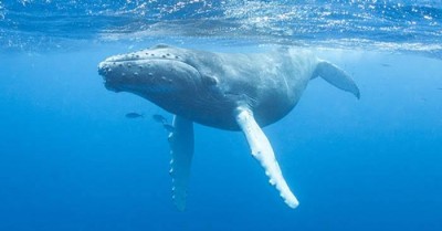 Humpback whale attacks boat in Australia, skipper and teen severely injured