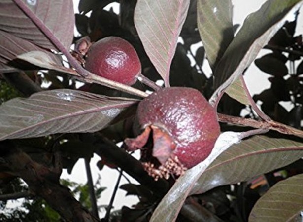 Have you ever seen black guava, See here