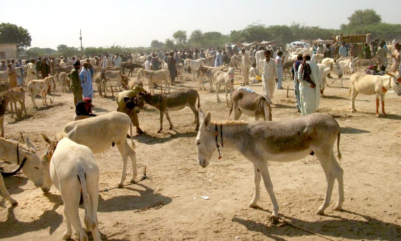 Why are there so many donkeys in Pakistan? This is the reason