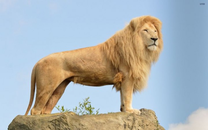 Why is the lion the king of the jungle, why isn't the tiger more powerful than him?