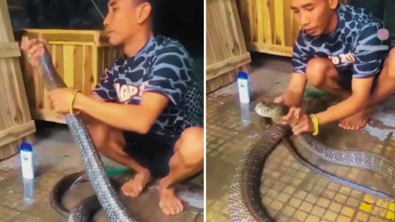 Shampoo was applied to the poisonous cobra, people were shocked after watching the video