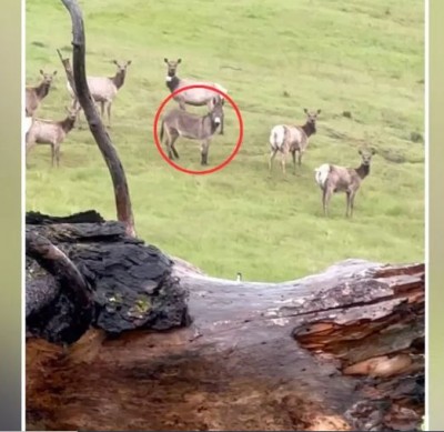 This donkey thinks of itself as a deer, this astonishing story from 5 years ago went viral