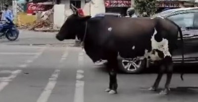 Viral Video: Cow Waits for Traffic Signal in Pune, Pune Police Shares Safety Message on Instagram