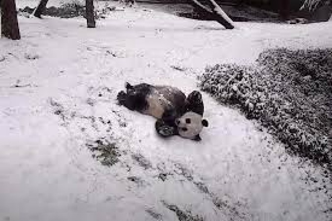 Panda seen frolicking in the snow, people said- 'I wish....'