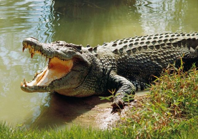 OMG ! Crocodile engulfed this thing in stomach