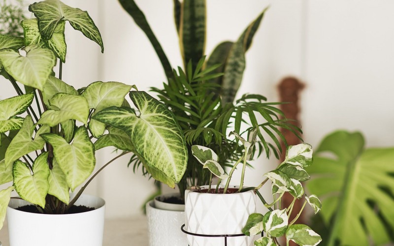Plant these plants to keep the house fresh