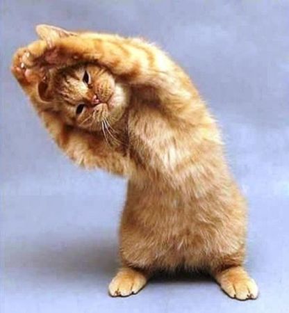 Cute Adorable Pets Showing Their Yoga Moves