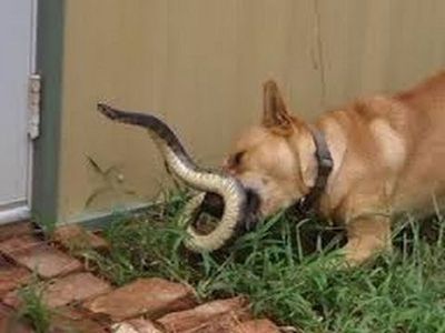 Dog fights with cobra to save owner's life