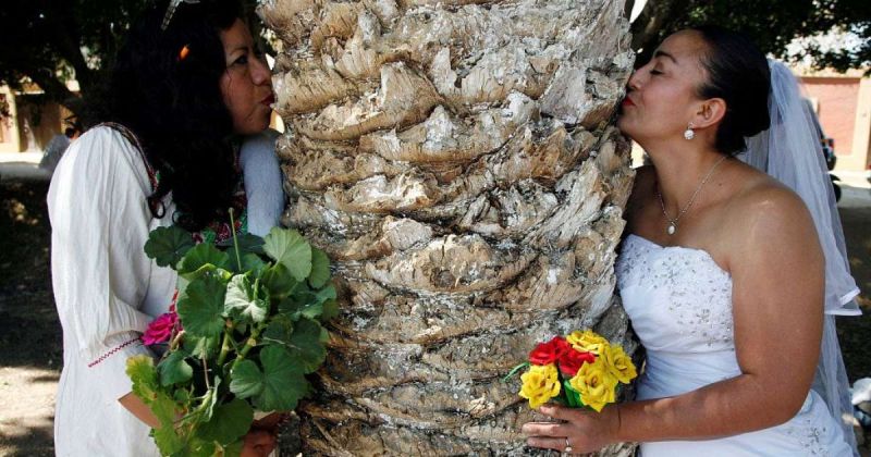 Bizarre event in Mexico; where women are getting married to trees!