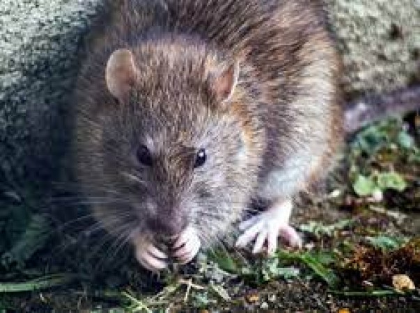 Has the rat in the house troubled you? This is how these unwanted guests can run away