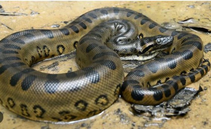 Anaconda is the largest snake of this species