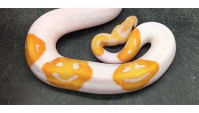 Shocking! Have You Seen A Python With A Smiley? Have A Look