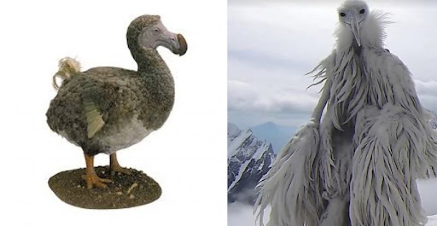 Unraveling Myth: Stupid Bird vs. Opium Bird