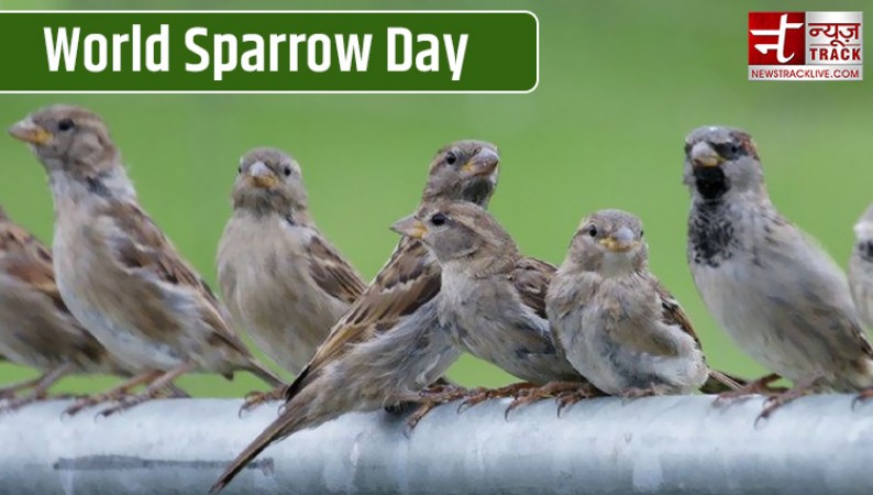 Protecting Our Feathered Friends: Importance of World Sparrow Day