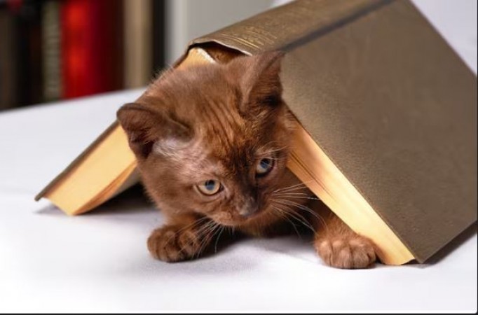 Here pictures of cats are asked for books instead of money, know why