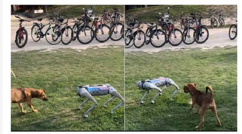 Stray Dog's Meeting with Robot Dog at IIT Kanpur Becomes Internet Sensation