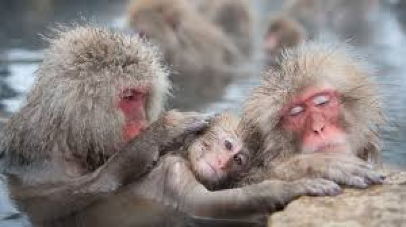 Japanese Zoo Had Euthanised  57 Snow Monkeys