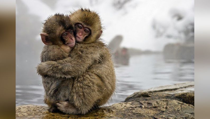 Japanese Zoo Had Euthanised  57 Snow Monkeys