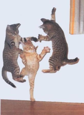 Gestures of Super Sly Ninja Cats Will Show You Their Fighter Spirit