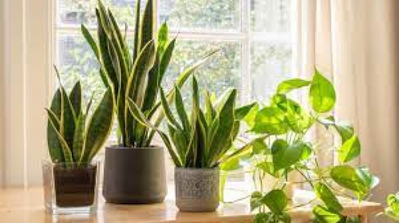 If you want to keep negativity away from home, then plant these plants today itself