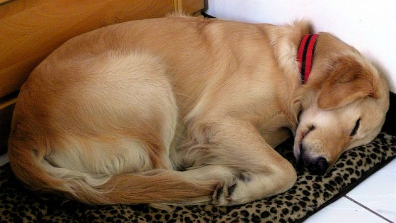 Cute, Angry: Leisurely dog’s sleeping postures
