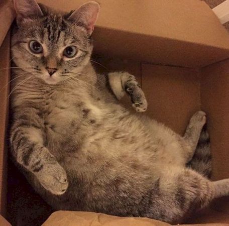 Nala, The Cat with 3.3 Million Followers on Instagram