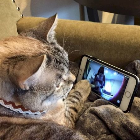 Nala, The Cat with 3.3 Million Followers on Instagram