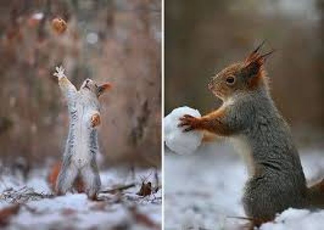 Bonny Squirrel photography by Vadim Trunov a Russian photographer