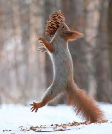 Bonny Squirrel photography by Vadim Trunov a Russian photographer