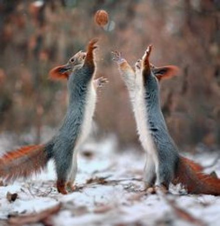 Bonny Squirrel photography by Vadim Trunov a Russian photographer